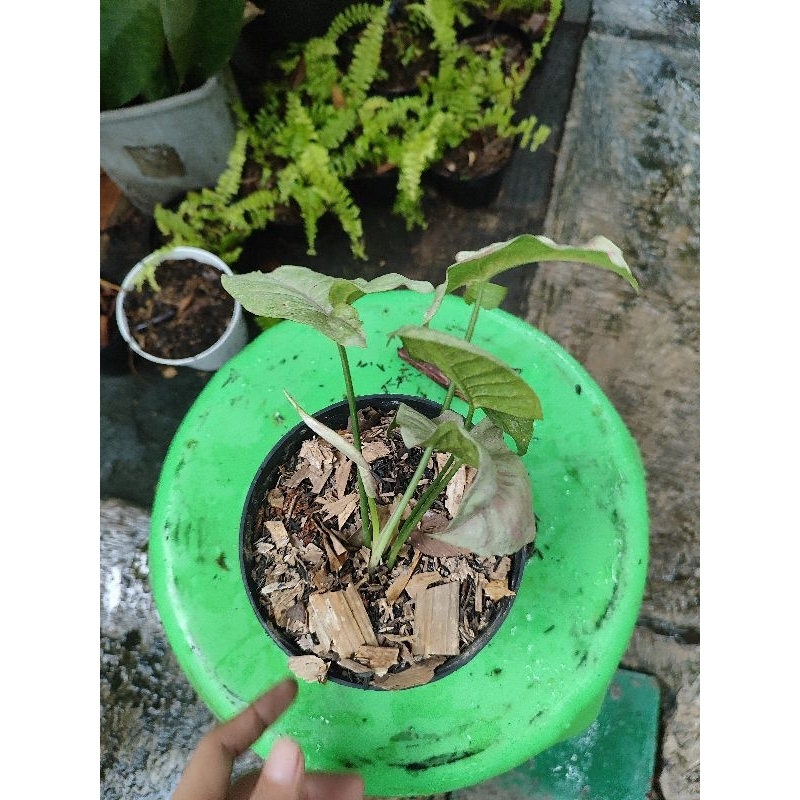 Syngonium milk confetti