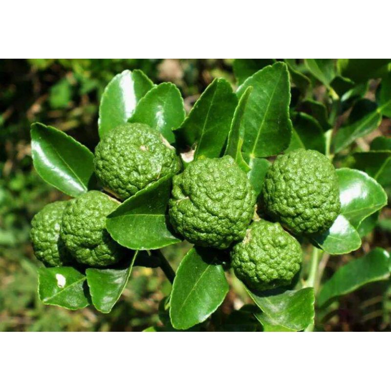 Bibit jeruk purut angka 8 berbuah + pupuk