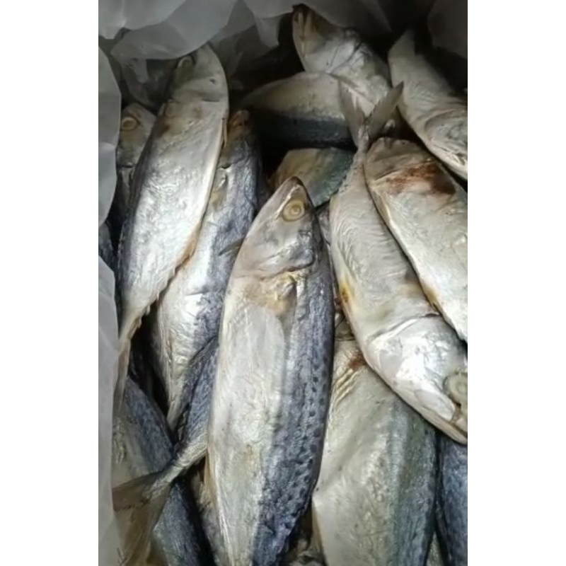 

ikanpedakembung