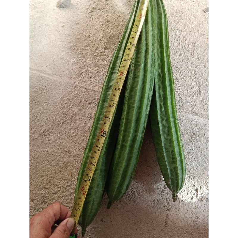 

gambas/oyong/blutru 1kg segar/fresh