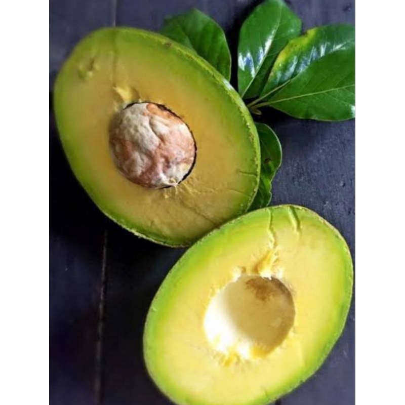 bibit alpukat wina okulasi(beli 3 bonus nangka madu