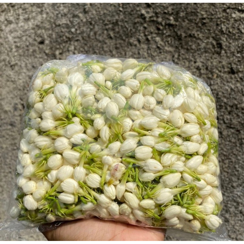 Bunga Melati tabur / Bunga melati FRESH SEGAR ASLI