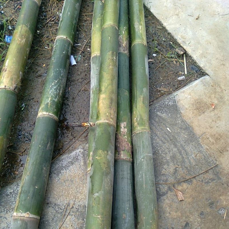 POTONGAN BAMBU PANJANG 1 M BAMBU UTUH MASIH BULAT BUAT KERAJINAN TANGAN