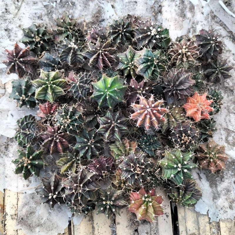 Kaktus Gymnocalycium LB / Mihanovichi / Kaktus Miha