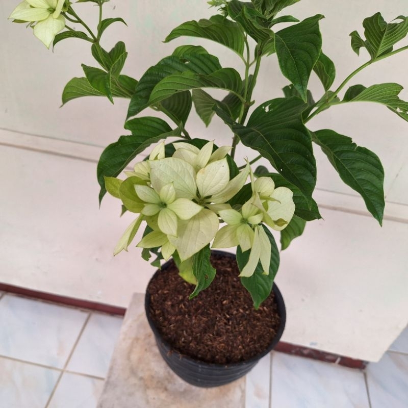 Tanaman Hias Nusa indah Putih - Bunga Nusa indah putih - Nusa indah pitih kondisi rimbun dan sudah b