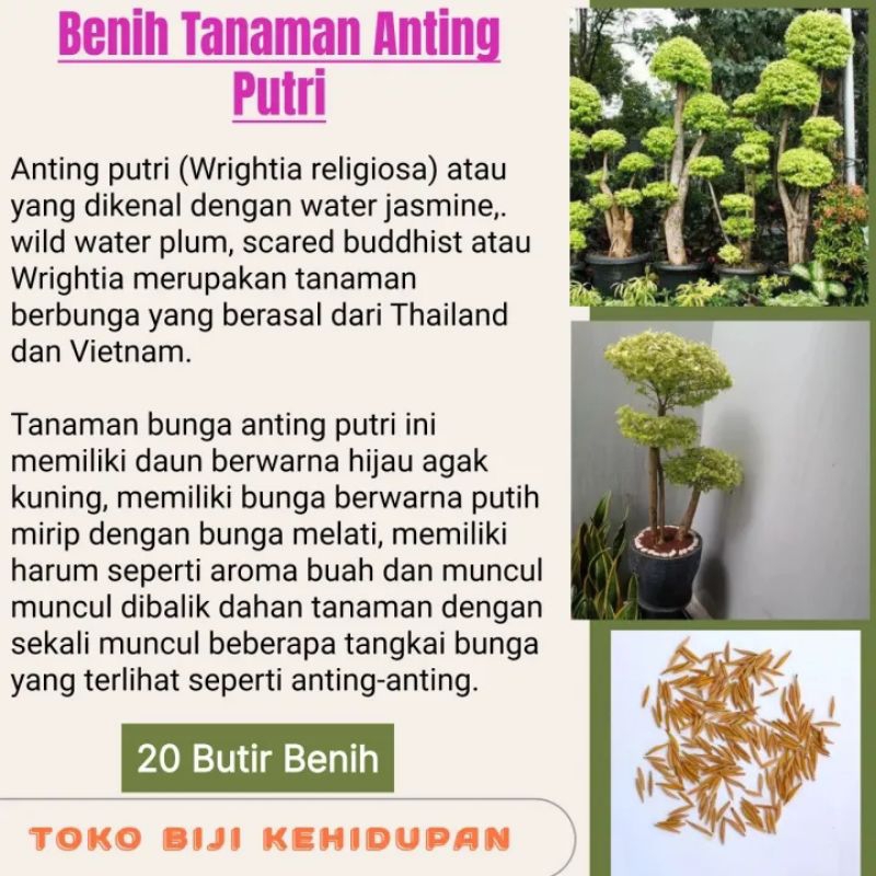 20 BIJI BENIH ANTING PUTRI ( BAHAN BONSAI )
