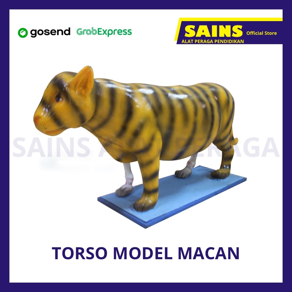 

Alat Peraga Torso Macan / Manikin Macan / Model Macan