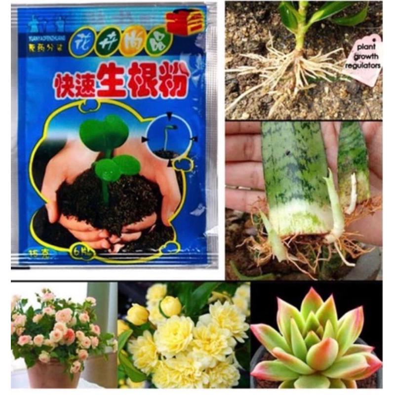 3 paket Booster Rooting Powder/ Penumbuh Akar – 10 gram