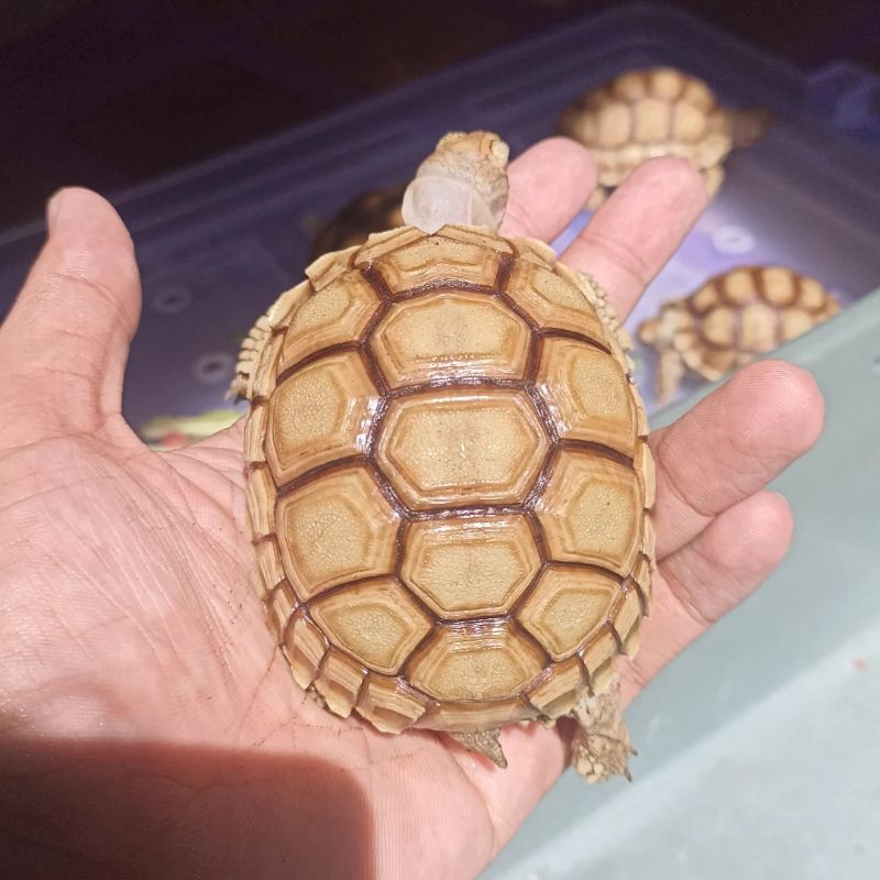 Sulcata Thinline Dotless size aman 8cm