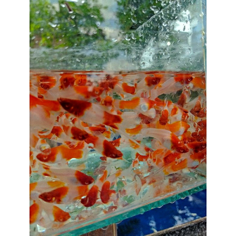 

ikan hias platy kohaku sanke 7ekor