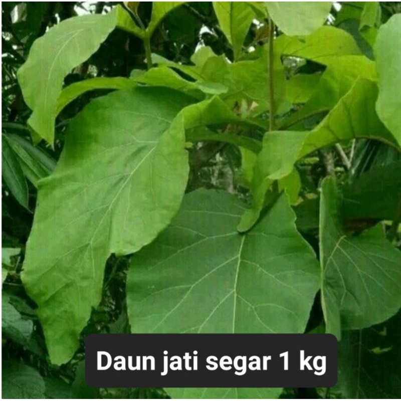 

Daun jati segar 1 kg langsung petik dari pohon