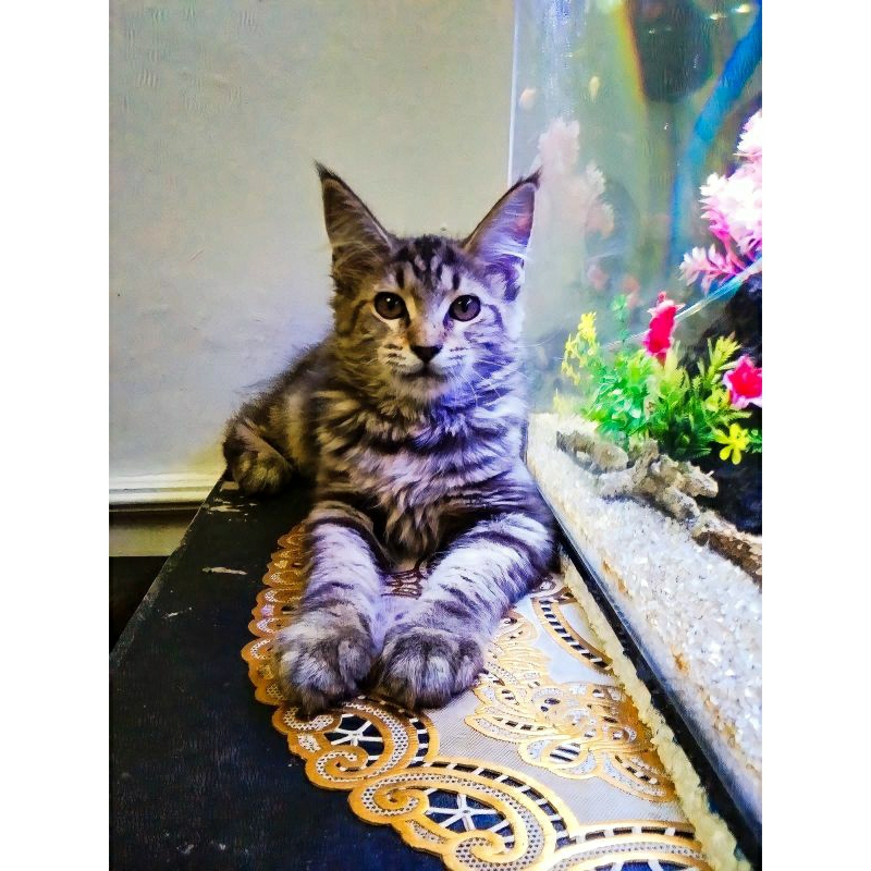 Kucing kitten MaineCoon Betina Asli No mix. Induk PED CFA GARANSI.