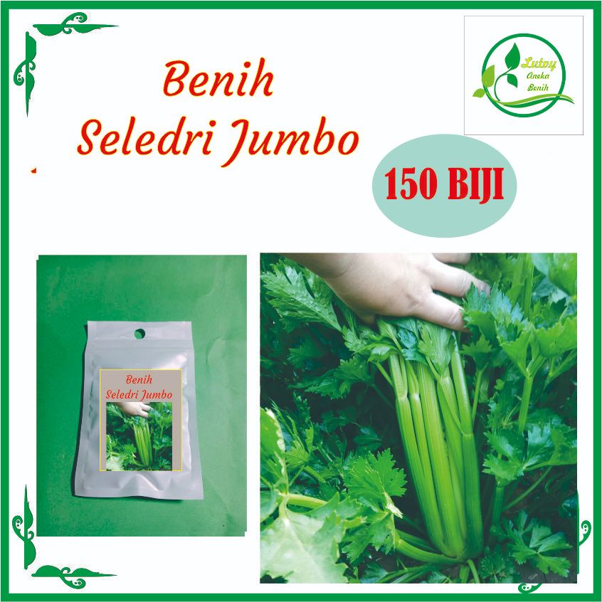 BENIH SELEDRI JUMBO ISI 150 BIJI