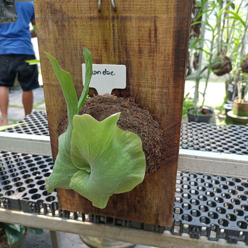 Wandae/platy serum/tanduk rusa