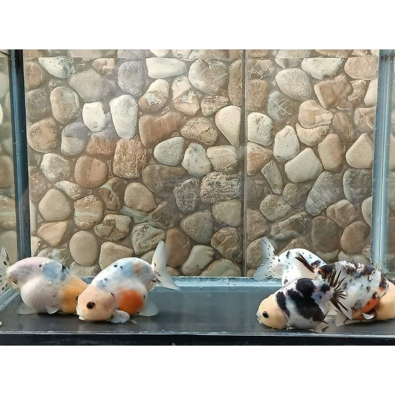 Ranchu Sapi / Spesial