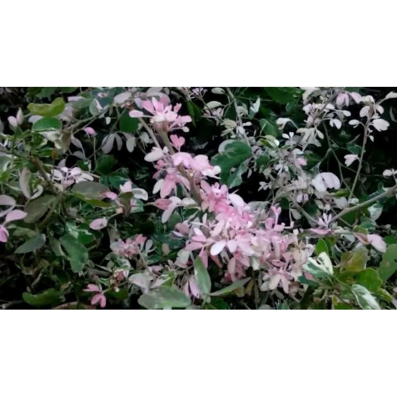 tanaman hias asem londo varigata tanaman hias dan bahan bonsai