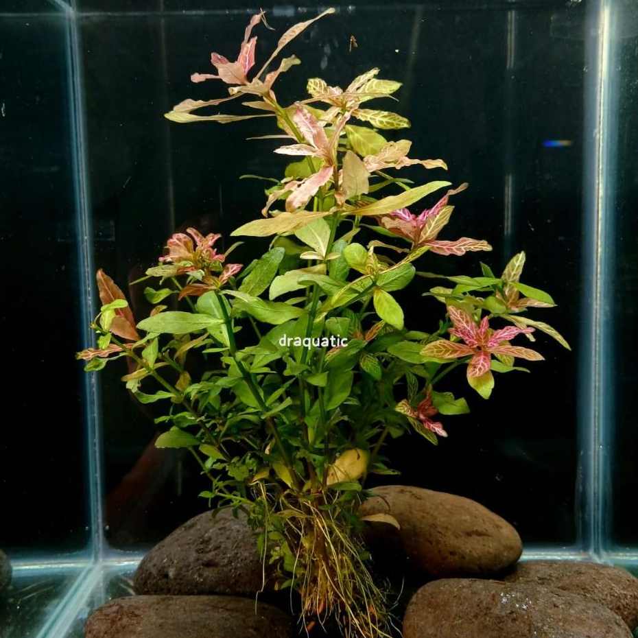 Tanaman aquascape Hygrophila polysperma sunset