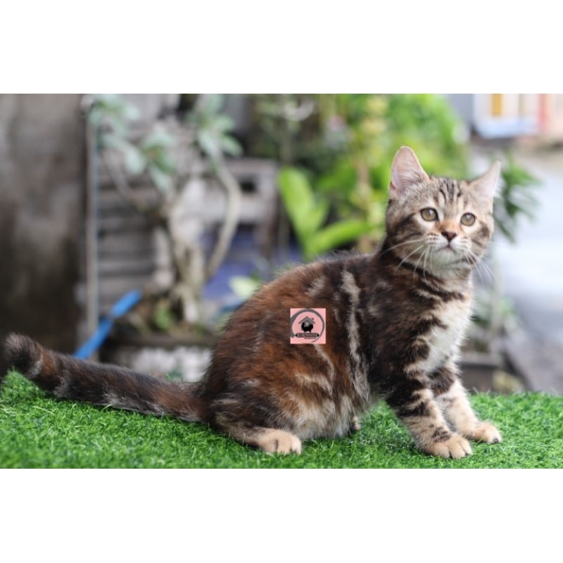 Request bolabulu bengal mix betina 2,5 bulan