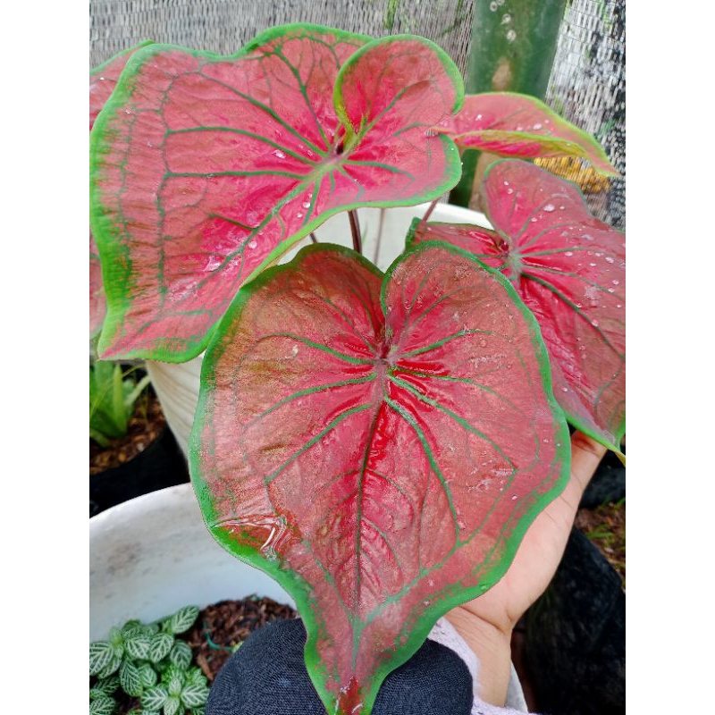 CALADIUM TAMBUNA/UMBI CALADIUM/BUNGA TALAS