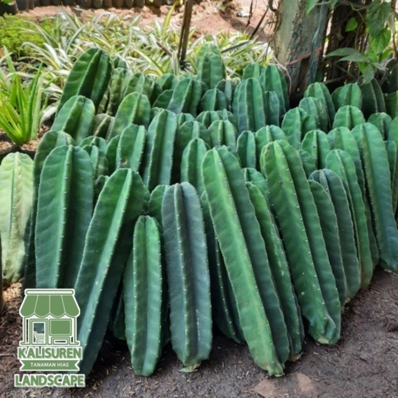 Pohon Kaktus Koboi Tinggi 40 - 50cm
