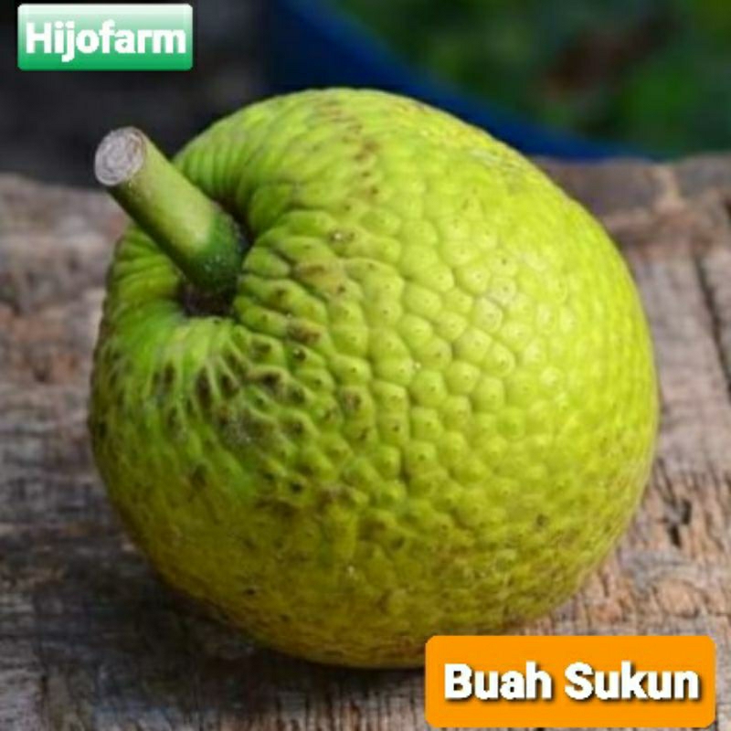 

Buah Sukun 1 Kg up