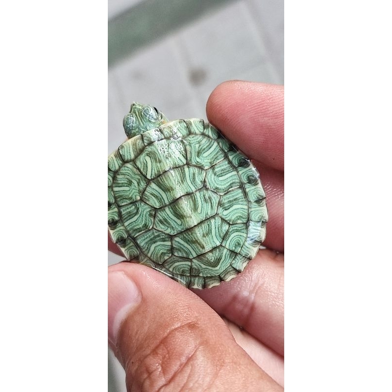 pet kura Brazil hybrid