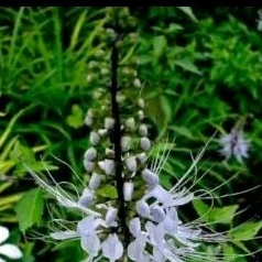 

daun kumis kucing 1kg