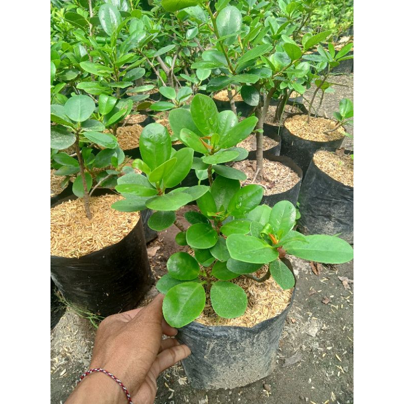 tanaman dollar beringin/bahan bonsai dollar