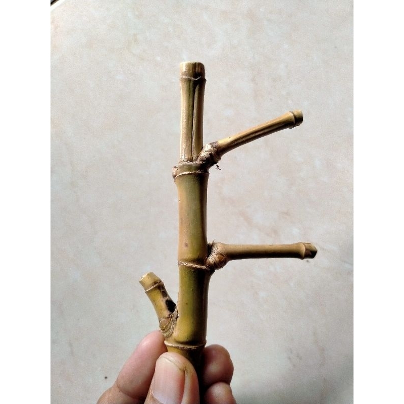 BAMBU UNIK MIRIP PETUK PAKEM TUMPANGSARI SAMBUNGROSO SAMBUNGROGO ALUR JALU (4 pakem)