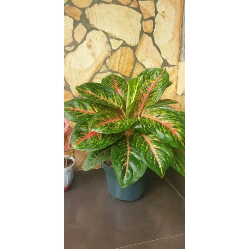 aglonema jaipong