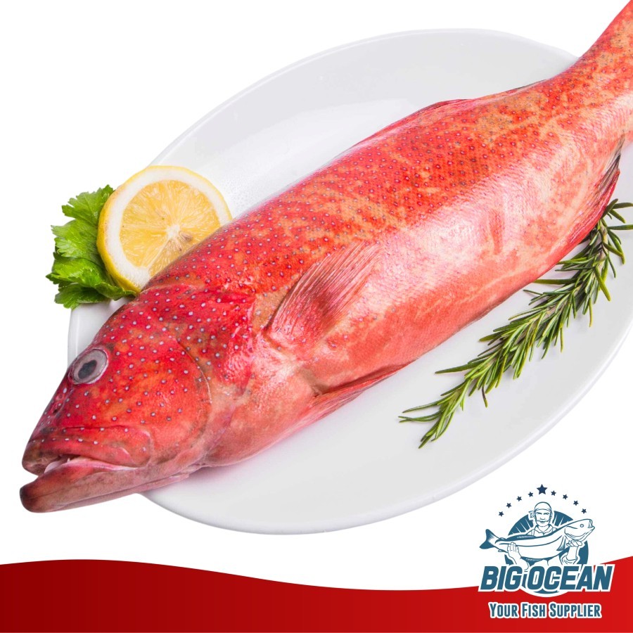 

Kerapu Merah | Ikan Kerapu Lodi