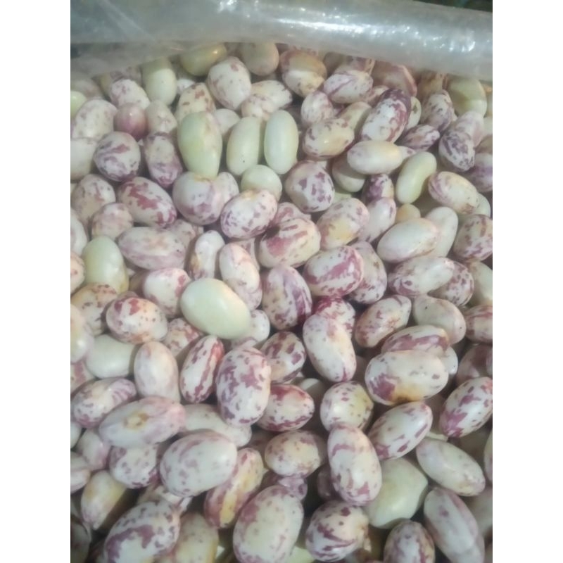 

kacang merah