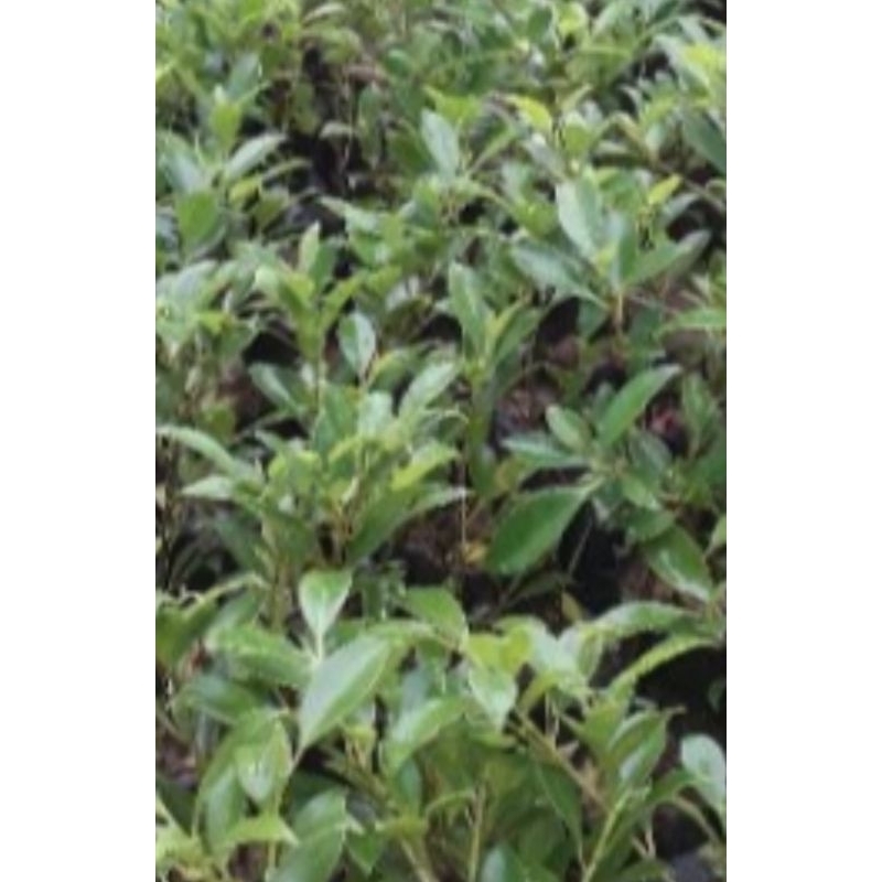 Bibit kimeng bahan bonsai murah meriah 20-30 cm