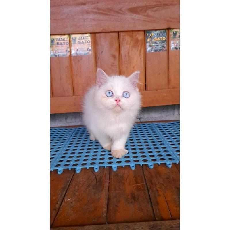 Kitten Persia Flatnose Blue Eyes