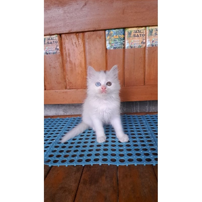 Kitten Persia Medium Odd Eye