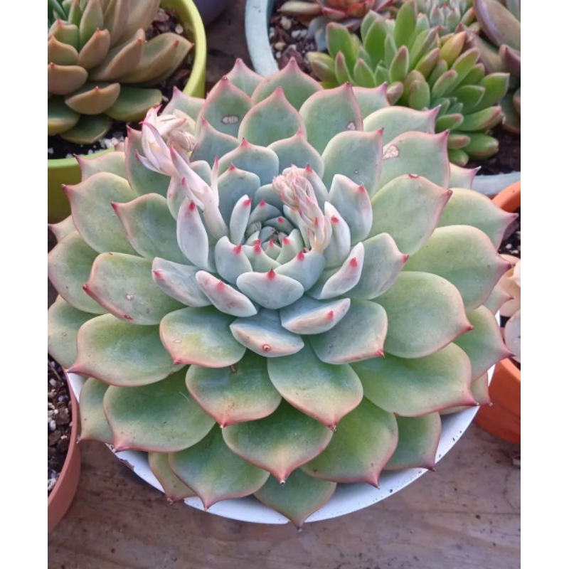Sukulen Echeveria Chihuahuaensis