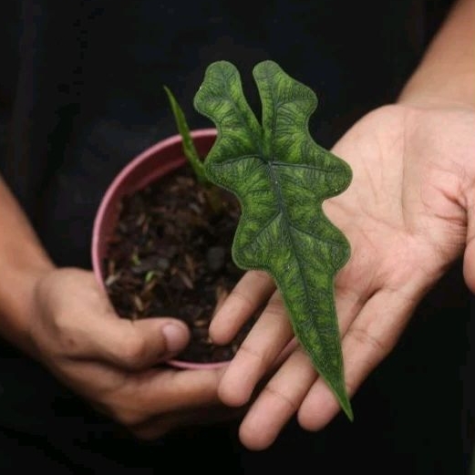 Alocasia Jacklyn