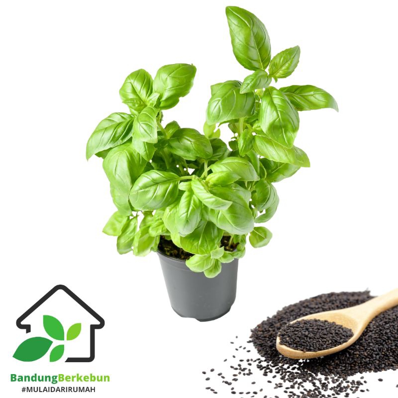 BIJI/BIBIT/BENIH DAUN KEMANGI KUALITAS SUPER (isi 600 biji )