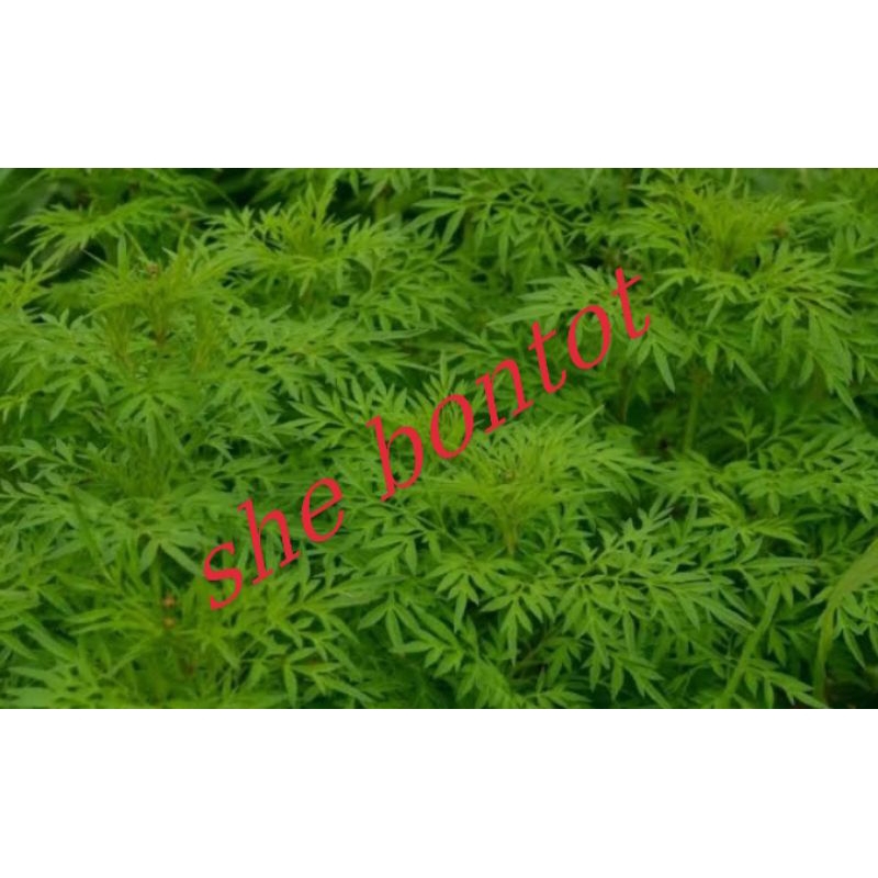 

daun kenikir segar 500 gram diambil pas ada orderan masuk