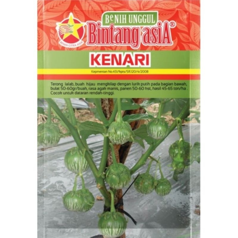 Benih Terong kenari 10 gr - Bibit Terong Lalap Bintang asia