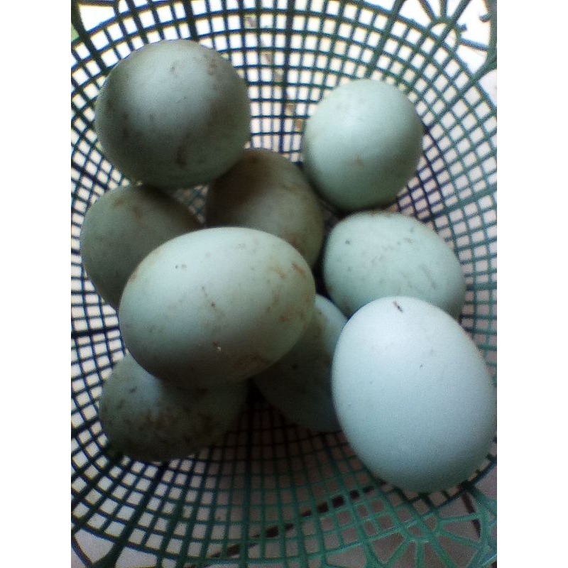 

telur fertil bebek petelur