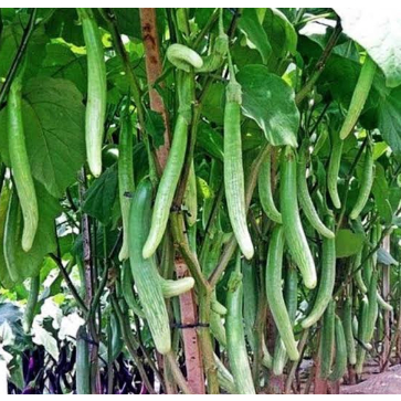 benih terong Telunjuk lurik medan grosir seribuan bibit biji sayuran