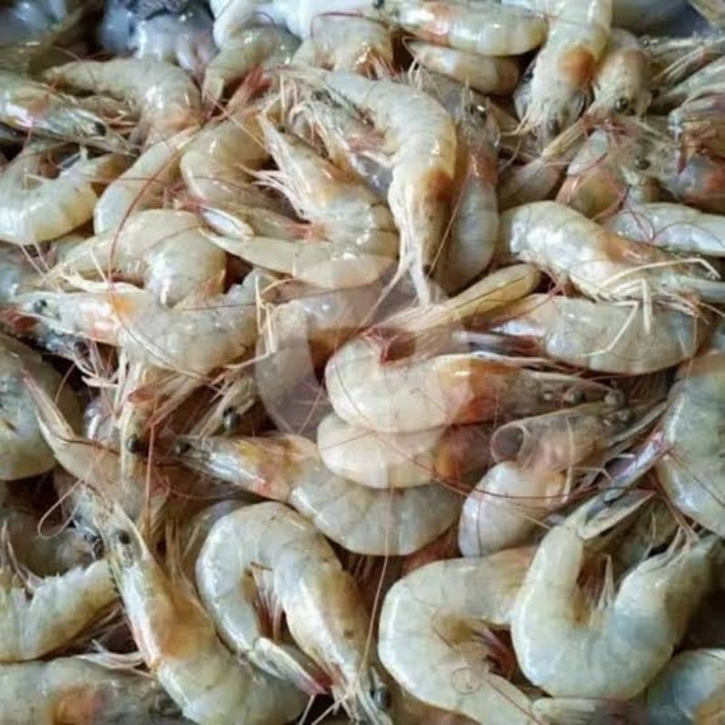 

udang segar