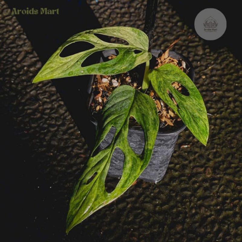 Janda bolong variegata lokal - Tanaman hias Janda bolong variegata lokal - Monstera Adansoni Variega