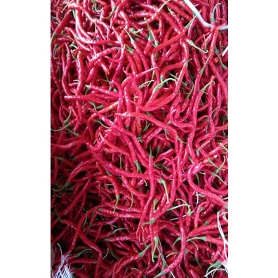 

Ready Stok Cabe Cabai Kriting Merah Segar KG