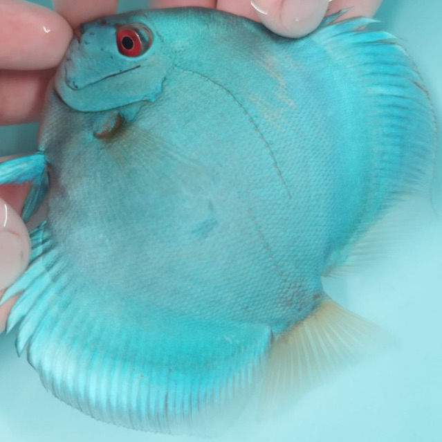 Ikan Discus Blue Diamond Red Eyes 3,2”