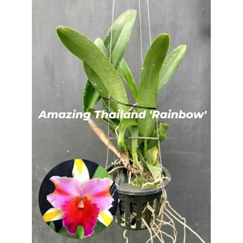 anggrek Cattleya bunga kuning pink merah dewasa spike+pot angrek thailand rainbow Niming tanamanhias