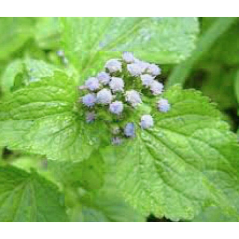 

daun babandotan gunung organik/daun batang akar 100g segar