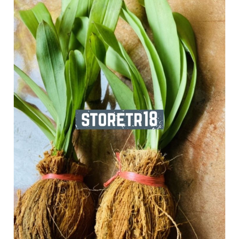 Bibit Anggrek Hutan Liar / Anggrek Langka