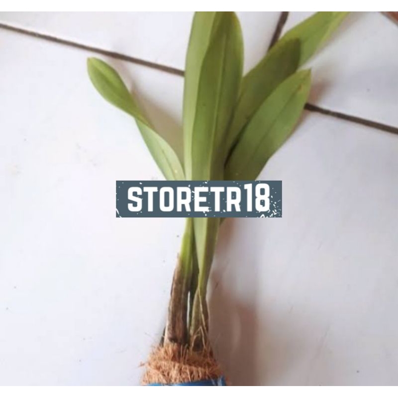 Bibit Anggrek Hutan Liar / Anggrek Langka Per 1 Bibit